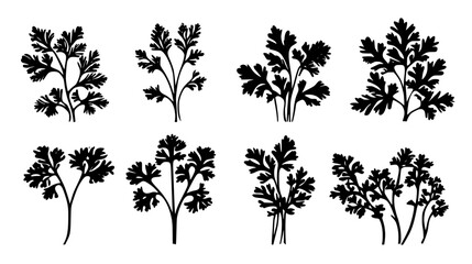Collection of Coriander digital art, Coriander vector graphic, repetitive pattern