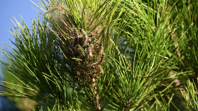 Pine processionary nest on the pine tree.