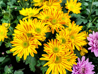 Beautiful Vibrant Yellow and purple Chrysanthemums in Bloom Surrounded by Green Leaves