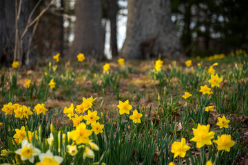 Obraz premium spring forest. blooming yellow daffodils in a clearing in the forest.
