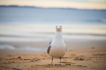 Seagull looking straight at camera on the ocean shore. calm ocean landscape of evening
