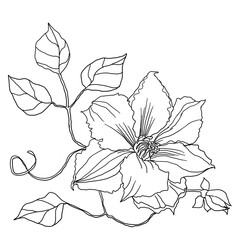 Monochrome ketch of a flower clematis with leaves on white background. 