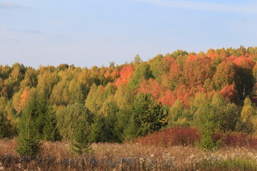 Fototapeta premium Sunny autumn day in the forest