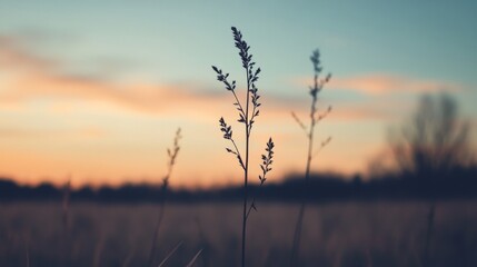 Silhouetted grass stalks at sunset.