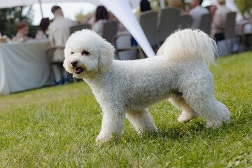 Fluffy white dog enjoying a sunny day at an outdoor gathering with friends