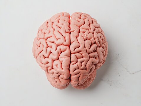 Exploring human brain anatomy laboratory educational model science environment top-down view for learning