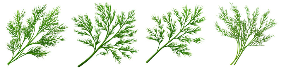 Fototapeta premium Fresh dill herb with feathery green leaves, perfect for culinary use and garnishing