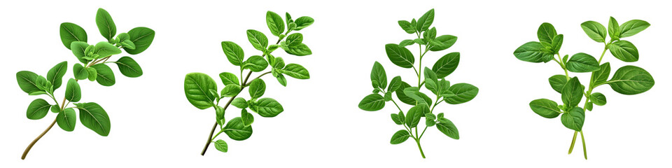 Fresh oregano sprigs arranged beautifully, showcasing vibrant green leaves, perfect for culinary use