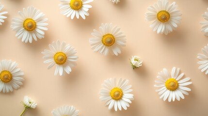 Seamless vector pattern with yellow camomile flowers on a white background, perfect for spring and summer floral wallpaper