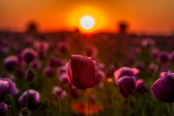 Sunset over the field