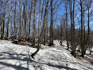 The last remnants of spring snow after a long and harsh mountain winter - Northern Velebit National...