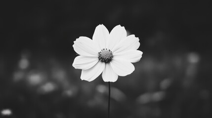 Single white cosmos flower in monochrome.