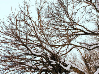 Tree branches covered with snow in the park, winter day, snowfall, lots of snow