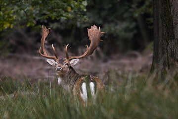 neugierigerr Biich vom Hirsch
