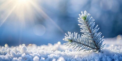 Winter's Gentle Embrace A Frost-Kissed Evergreen Branch in a Snowy Landscape