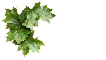 Fototapeta premium Fresh green leaves on transparent background.