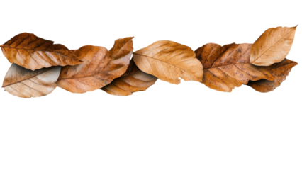 Dry autumn leaves arranged in a line against on transparent background.