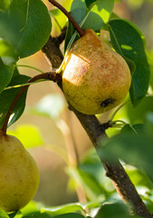 Two pears hanging from a tree branch