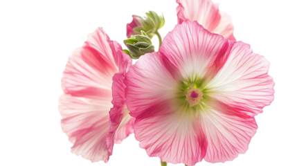 Hollyhock flower garden colorful bloom isolated on transparent  background 