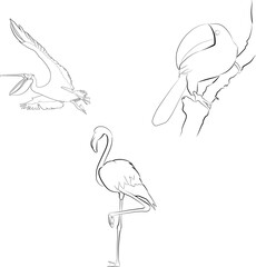 coloring bird vector illustration EPS10