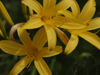 ニッコウキスゲ