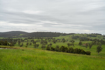 long native grasses on a regenerative agricultural farm. pasture in a grassland in the bush in australia in spring in australia