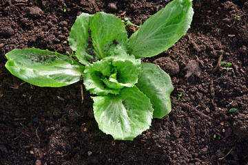 sugarleaf salad, young seedling in a greenhouse in winter in Ge