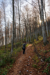 Nature photographer takes photos of a path in the forest. Beautiful autumn colors in a dense forest. 