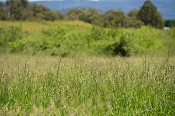 long native grasses on a regenerative agricultural farm. pasture in a grassland in the bush in australia in spring in australia