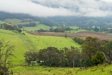 Obraz premium pivot irrigation in an agriculture field growing green food and grass on a farm in australia with angus cows