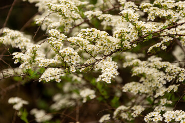 Blooming tree with white small flowers and green leaves on a branch.