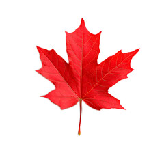 Vibrant Red Maple Leaf on White Background