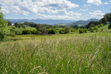 long native grasses on a regenerative agricultural farm. pasture in a grassland in the bush in...