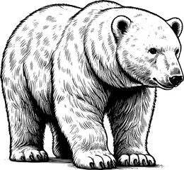 illustration of a polar bear, polar bear vector art.