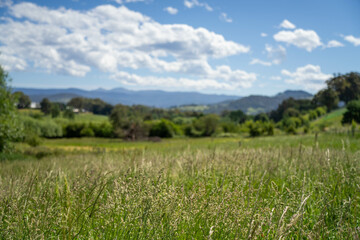 long native grasses on a regenerative agricultural farm. pasture in a grassland in the bush in australia in spring in australia
