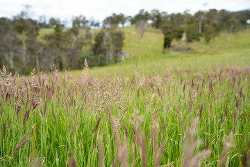 long native grasses on a regenerative agricultural farm. pasture in a grassland in the bush in australia in spring in australia