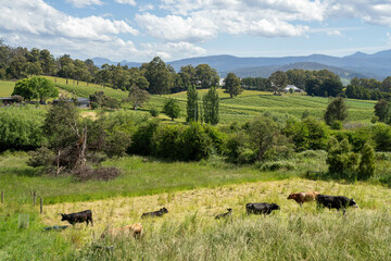 beautiful fat healthy cattle in Australia  eating grass, grazing on pasture. Herd of cows free range beef being regenerative raised on an agricultural farm. Sustainable farming
