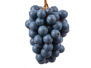 Fototapeta premium A cluster of blue wet grapes hanging from a stem isolated on a white background, fresh produce, white background