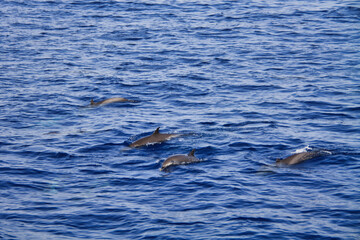 Obraz premium Dolphins in the Red Sea off the coast of Egypt.