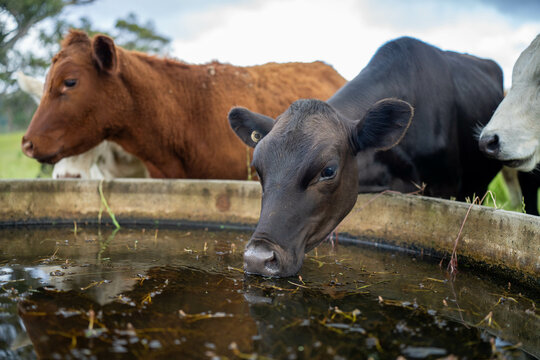 organic regenerative agriculture cow farm, with a beautiful farming landscape of fat cows grazing on green rolling hills with bulls and healthy sustainable practices, on a cow beef farming landscape