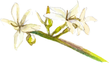 Watercolor painted coffee tree branch. Hand drawn design element isolated on white background.