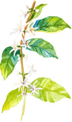 Watercolor painted coffee tree branch. Hand drawn design element isolated on white background.