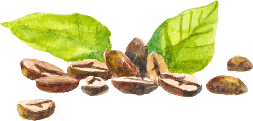 Watercolor painted coffee tree branch. Hand drawn design element isolated on white background.