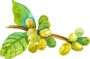 Watercolor painted coffee tree branch. Hand drawn design element isolated on white background.