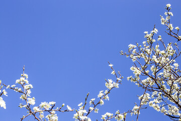 Plum branches covered with white flowers against the blue sky. Blossoming of fruit trees in spring