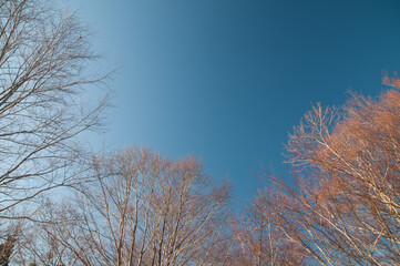 芽吹き前の木々と快晴の空