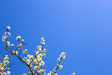 Plum branches covered with white flowers against the blue sky. Blossoming of fruit trees in spring