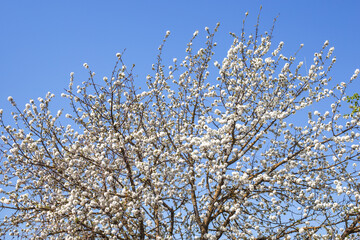 Crown of cherry tree with branches covered with white flowers. Spring blossom of fruit trees