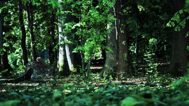 A forest filled with lots of green trees