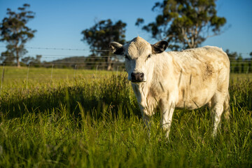 organic regenerative agriculture cow farm, with a beautiful farming landscape of fat cows grazing on green rolling hills with bulls and healthy sustainable practices, on a cow beef farming landscape
